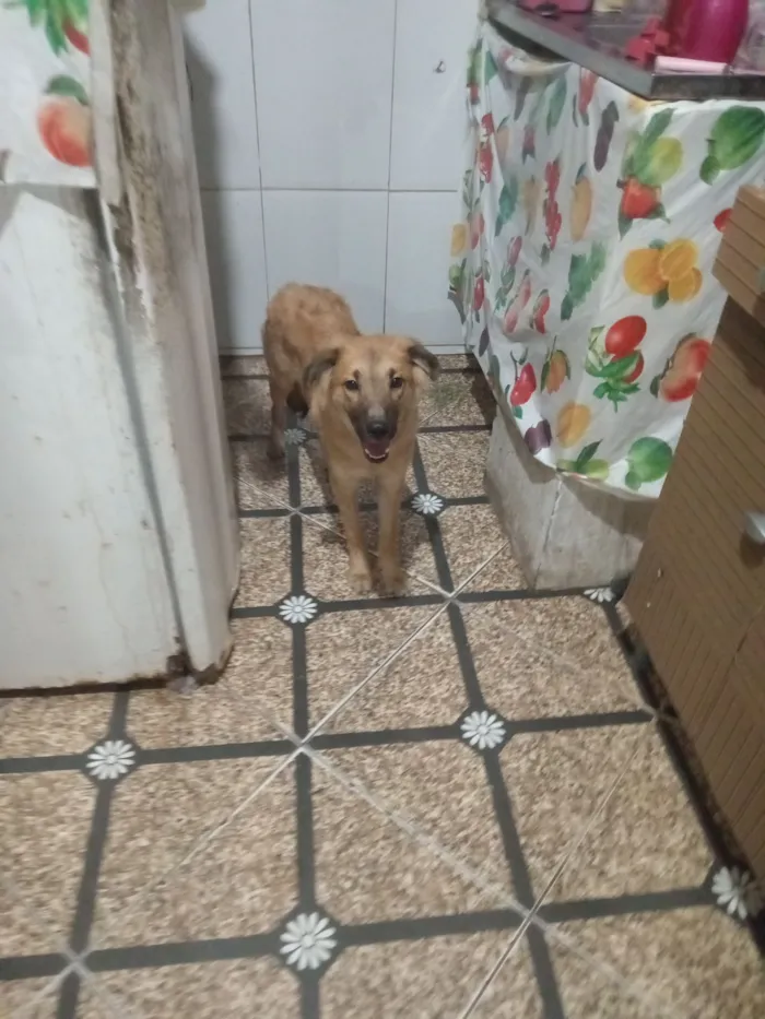 Cachorro raça SRD-ViraLata idade 2 a 6 meses nome Puff