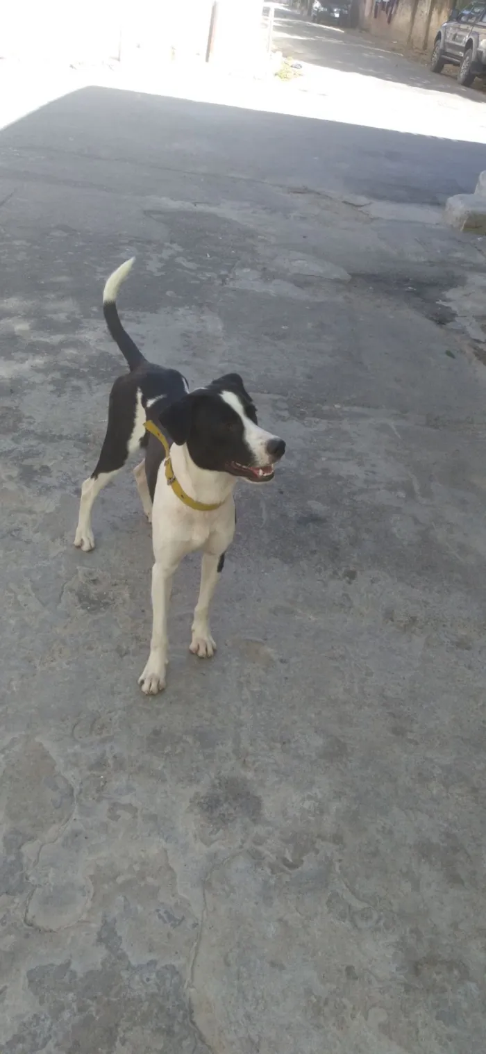 Cachorro raça SRD-ViraLata idade 3 anos nome Ousado
