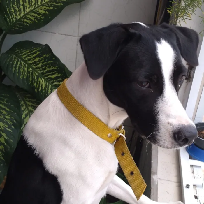 Cachorro raça SRD-ViraLata idade 3 anos nome Ousado