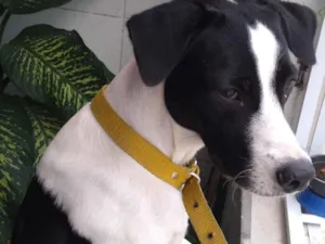 Cachorro raça SRD-ViraLata idade 3 anos nome Ousado