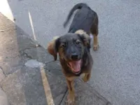 Cachorro raça SRD-ViraLata idade 2 a 6 meses nome Sem nome 