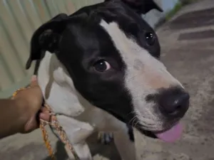 Cachorro raça SRD-ViraLata idade 7 a 11 meses nome Nona 