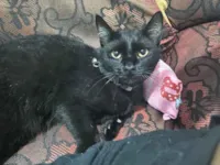 Gato raça SRD-ViraLata idade Abaixo de 2 meses nome Ruby