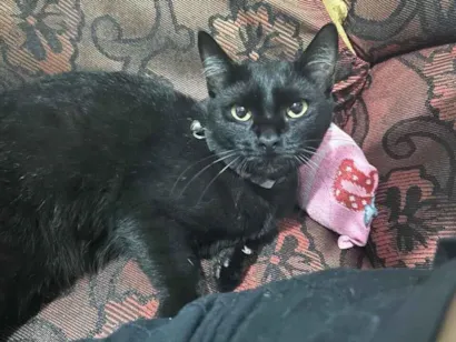 Gato raça SRD-ViraLata idade Abaixo de 2 meses nome Ruby