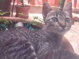 Gato raça SRD-ViraLata idade 2 a 6 meses nome Ronron