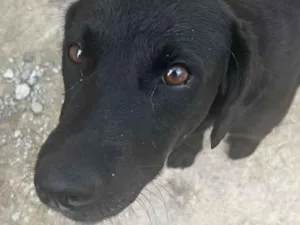 Cachorro raça SRD-ViraLata idade 1 ano nome Frida