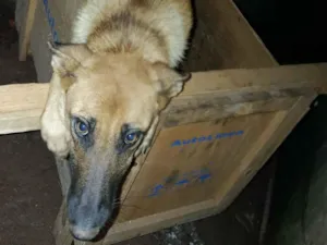 Cachorro raça Pastor Alemão idade 7 a 11 meses nome Bela (Belinha)