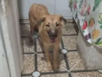 Cachorro raça SRD-ViraLata idade 2 a 6 meses nome Puff