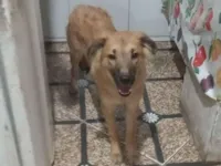 Cachorro raça SRD-ViraLata idade 2 a 6 meses nome Puff