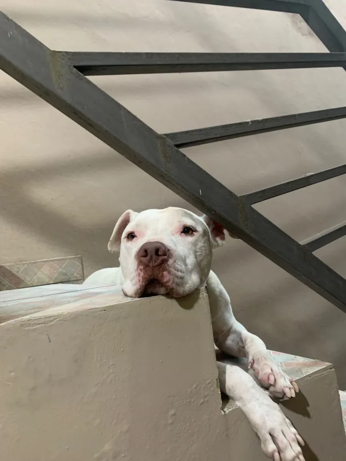 Cachorro raça Pit-Bull idade 5 anos nome Slash