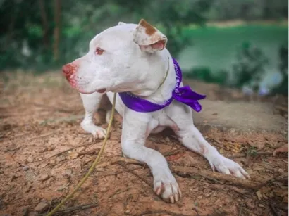Cachorro raça Pit-Bull idade 5 anos nome Slash