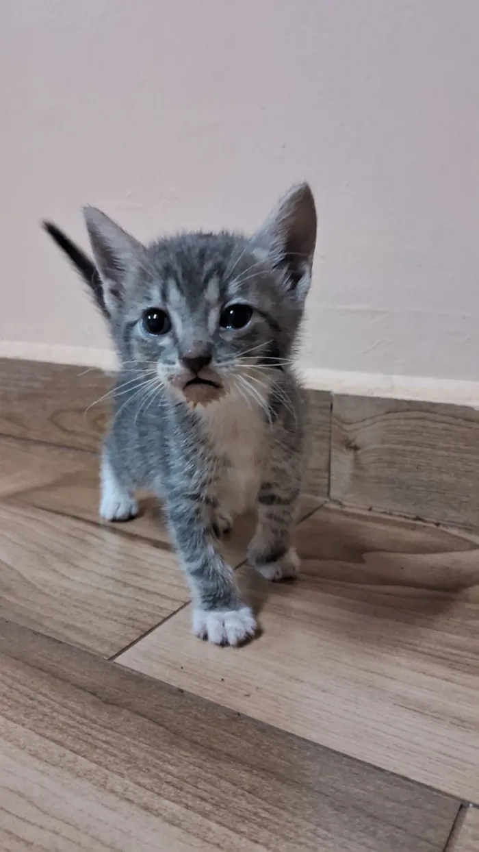 Gato raça SRD-ViraLata idade Abaixo de 2 meses nome Strava