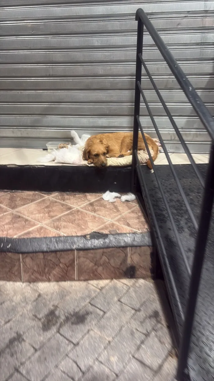 Cachorro raça SRD-ViraLata idade 7 a 11 meses nome Manga