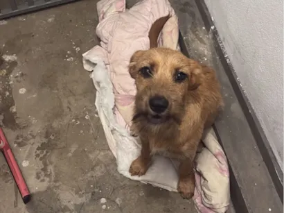 Cachorro raça SRD-ViraLata idade 7 a 11 meses nome Manga