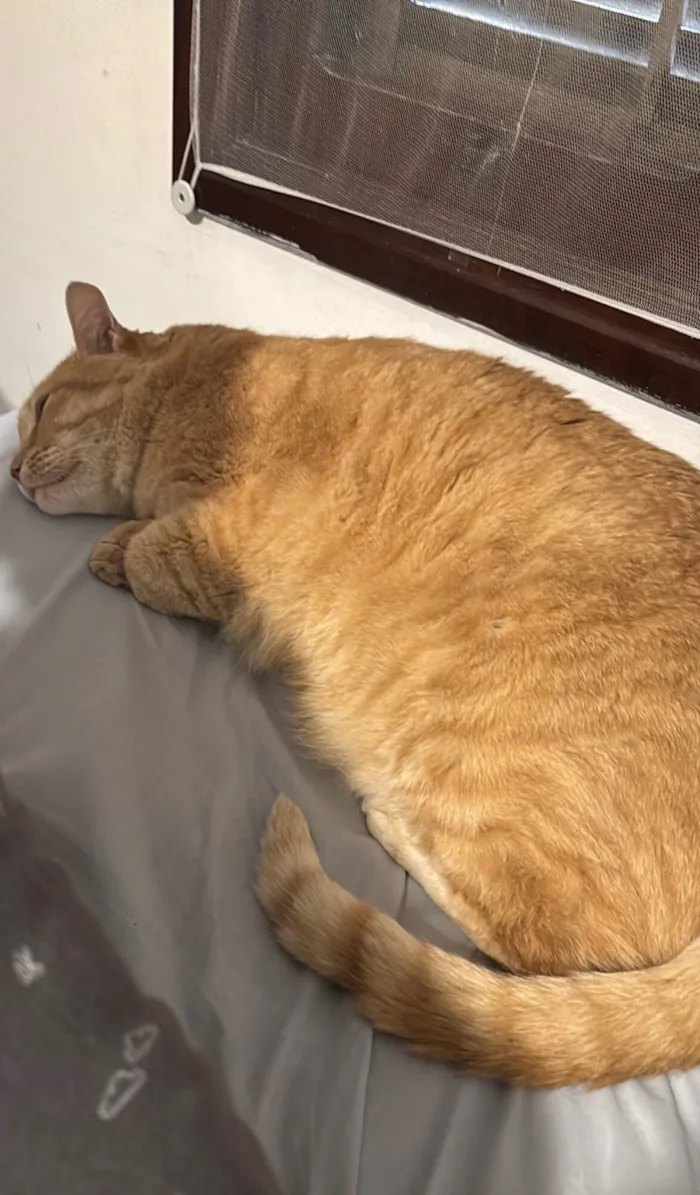 Gato raça SRD-ViraLata idade 3 anos nome Ferrugem