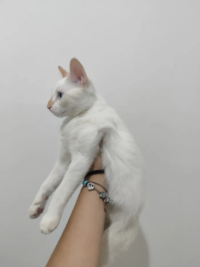 Gato raça SRD-ViraLata idade 2 a 6 meses nome Apollo 