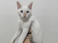 Gato raça SRD-ViraLata idade 2 a 6 meses nome Apollo 