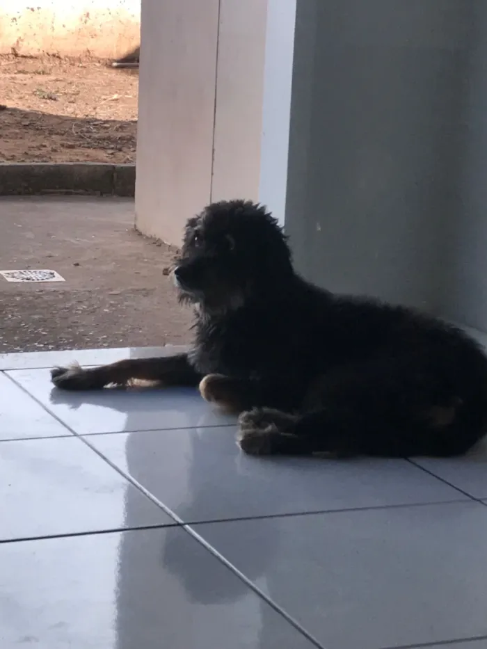 Cachorro raça SRD-ViraLata idade 6 ou mais anos nome Hulk