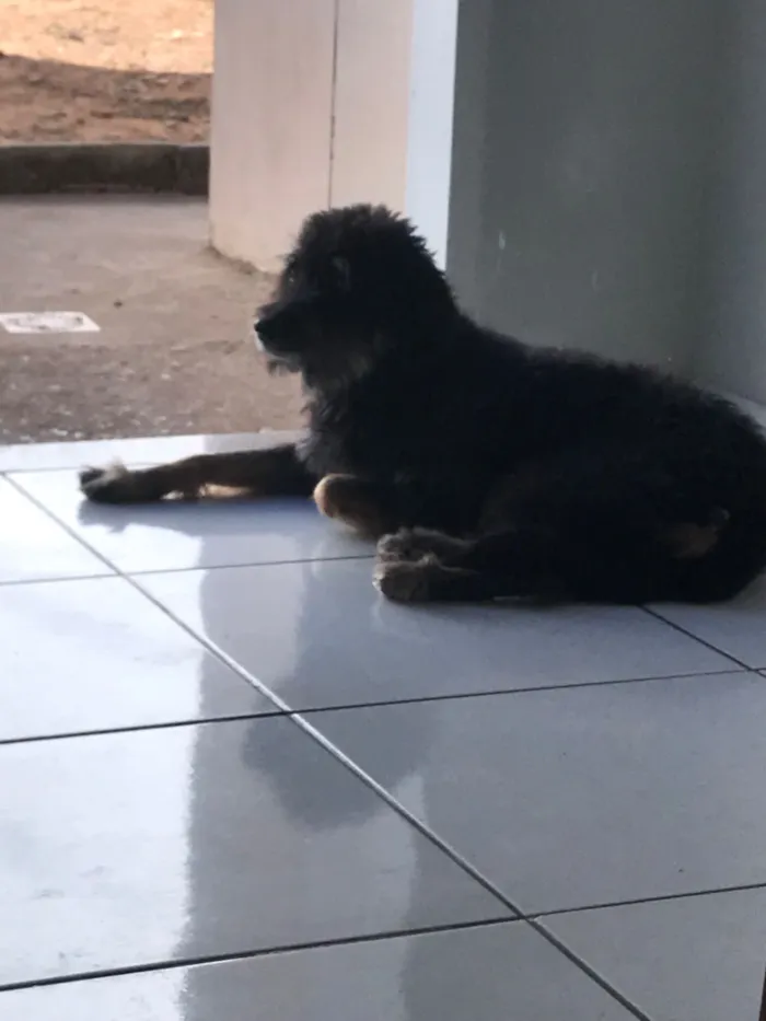 Cachorro raça SRD-ViraLata idade 6 ou mais anos nome Hulk