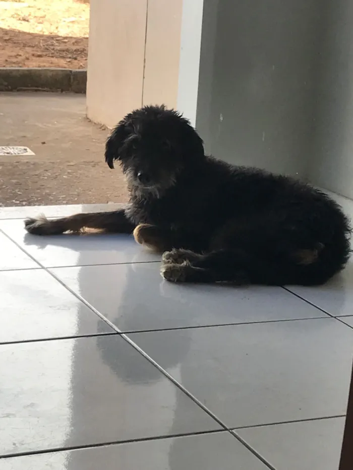 Cachorro raça SRD-ViraLata idade 6 ou mais anos nome Hulk