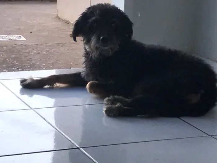 Cachorro raça SRD-ViraLata idade 6 ou mais anos nome Hulk