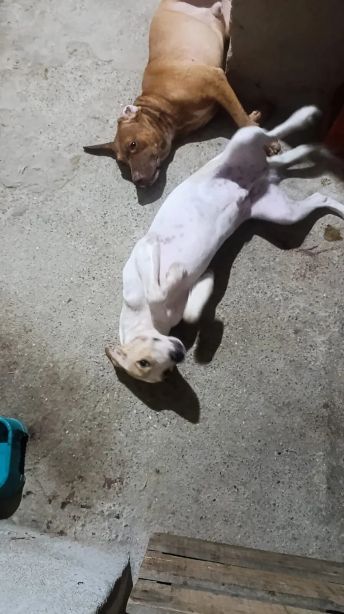 Cachorro raça SRD-ViraLata idade 7 a 11 meses nome Marley