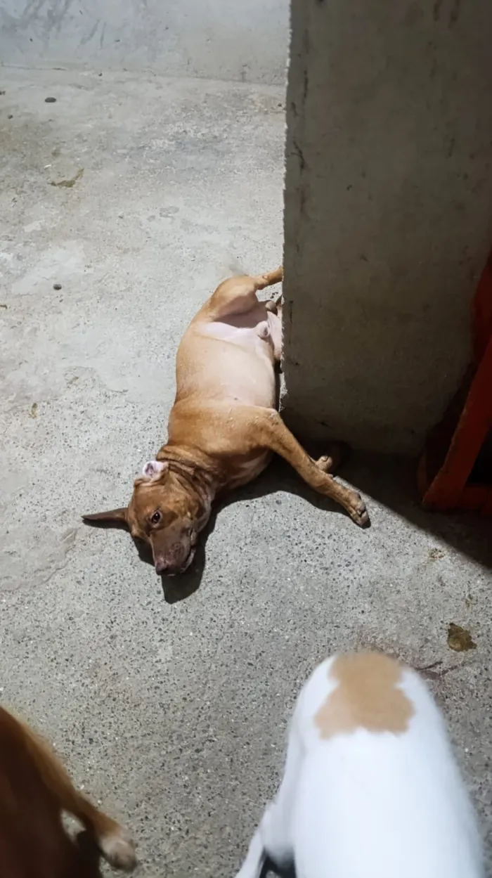 Cachorro raça Basset-Cofap idade 7 a 11 meses nome Rex