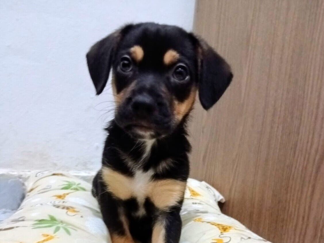 Cachorro raça SRD-ViraLata idade 2 a 6 meses nome Howl 