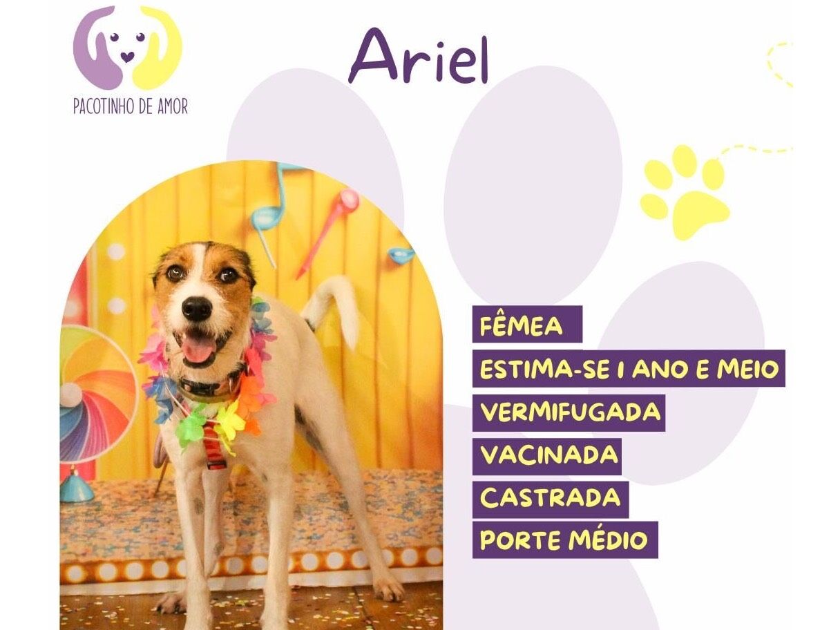 Cachorro raça SRD-ViraLata idade 1 ano nome Ariel