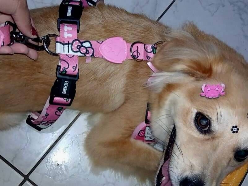 Cachorro raça SRD-ViraLata idade 1 ano nome PAULO VITOR DA SILVA