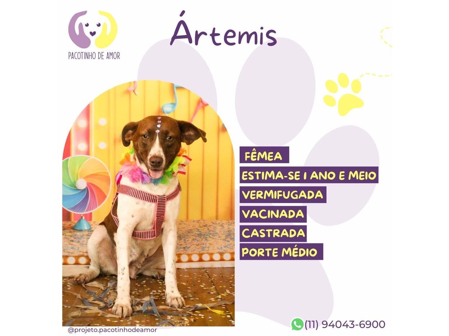 Cachorro raça SRD-ViraLata idade 1 ano nome Ártemis 