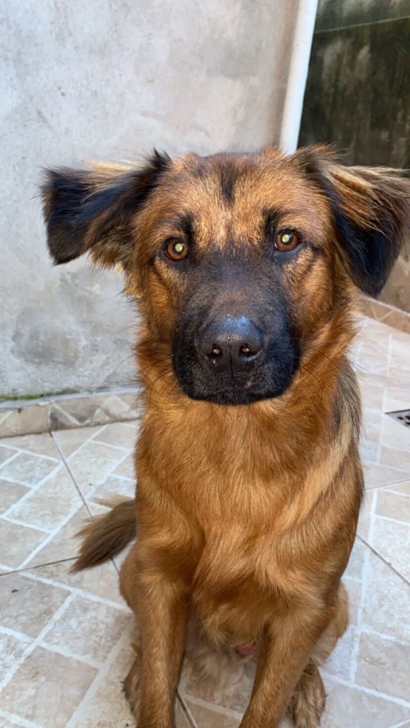 Cachorro raça Pastor Alemão idade 4 anos nome Aice