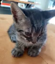Gato raça SRD-ViraLata idade Abaixo de 2 meses nome Fêmea 