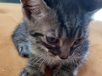 Gato raça SRD-ViraLata idade Abaixo de 2 meses nome Fêmea 