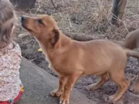 Cachorro raça SRD-ViraLata idade Abaixo de 2 meses nome Paçoca 