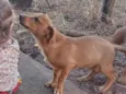 Cachorro raça SRD-ViraLata idade Abaixo de 2 meses nome Paçoca 