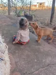 Cachorro raça SRD-ViraLata idade Abaixo de 2 meses nome Paçoca 