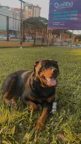 Cachorro raça Rottweiler idade 6 ou mais anos nome Kiara