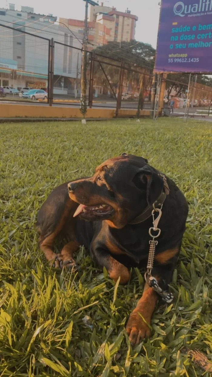 Cachorro raça Rottweiler idade 6 ou mais anos nome Kiara