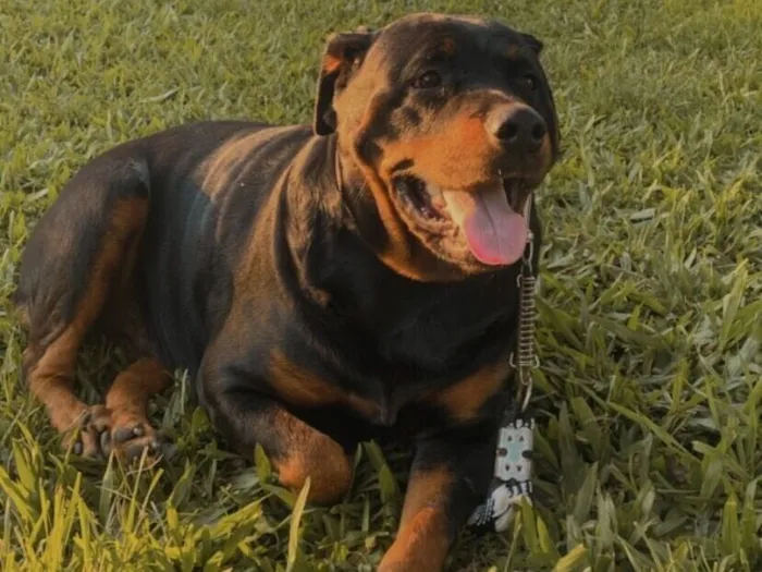 Cachorro raça Rottweiler idade 6 ou mais anos nome Kiara