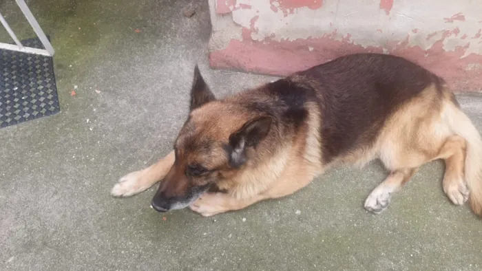 Cachorro raça Pastor Alemão idade 6 ou mais anos nome Sucata