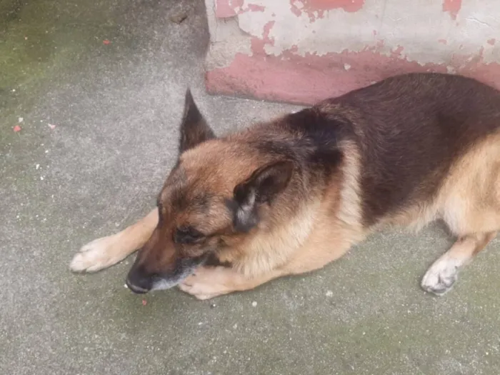 Cachorro raça Pastor Alemão idade 6 ou mais anos nome Sucata