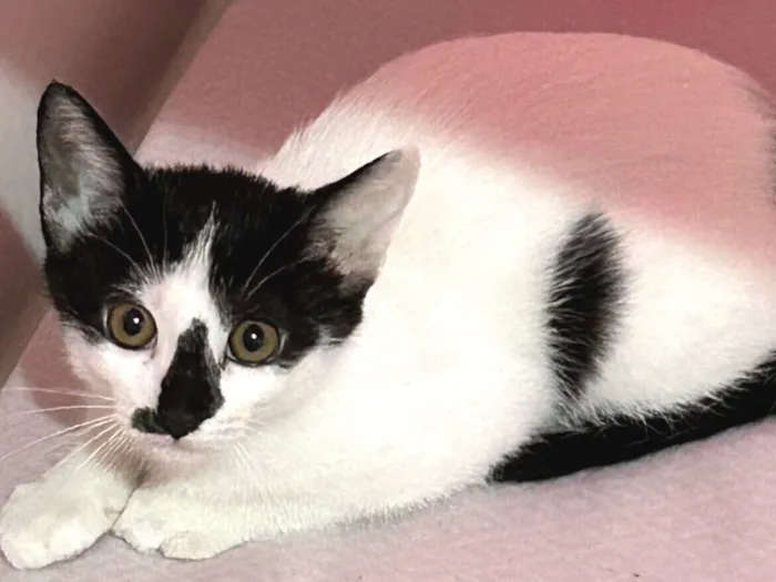 Gato raça SRD-ViraLata idade 7 a 11 meses nome Mily