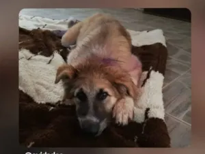 Cachorro raça Pastor Alemão idade 2 a 6 meses nome Bolt 