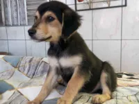 Cachorro raça SRD-ViraLata idade 2 a 6 meses nome Ohana e suas 3 filhotinhas a caramelo acabou de ir embora mais tem mais três 