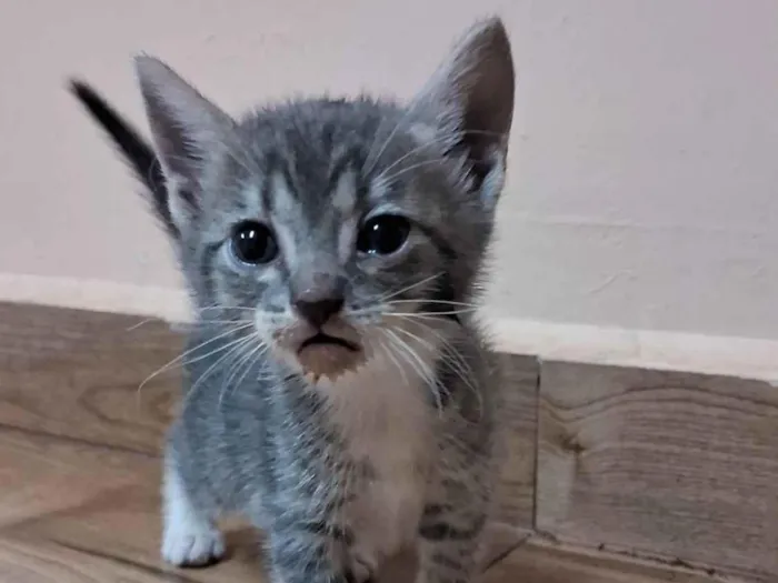 Gato raça SRD-ViraLata idade Abaixo de 2 meses nome Strava