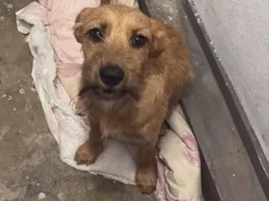 Cachorro raça SRD-ViraLata idade 7 a 11 meses nome Manga