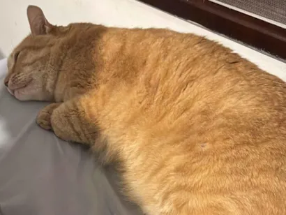 Gato raça SRD-ViraLata idade 3 anos nome Ferrugem