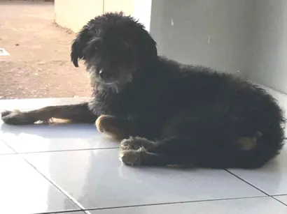 Cachorro raça SRD-ViraLata idade 6 ou mais anos nome Hulk