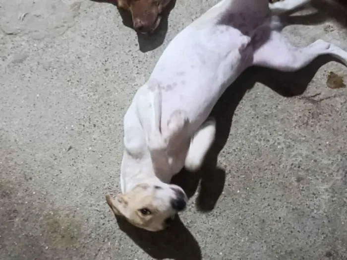Cachorro raça SRD-ViraLata idade 7 a 11 meses nome Marley